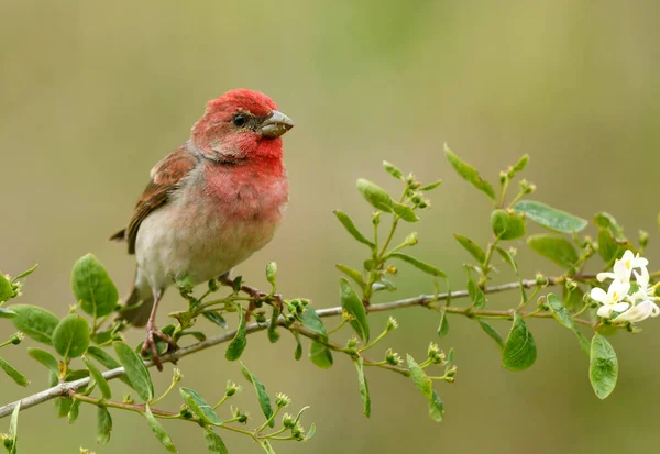 Běžný Růžičkový Carpodacus Erythrinus Samec — Stock fotografie