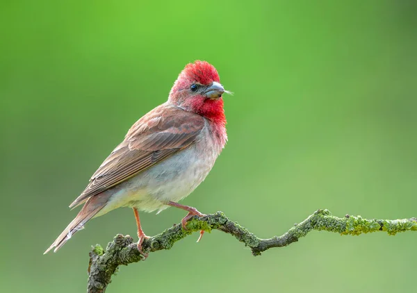 Gemeiner Gimpel Carpodacus Erythrinus Männchen — Stockfoto