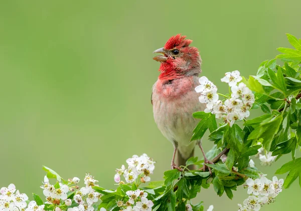 Genel gül ağacı (carpodacus erythrinus) erkek