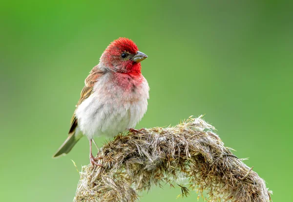 Genel gül ağacı (carpodacus erythrinus) erkek