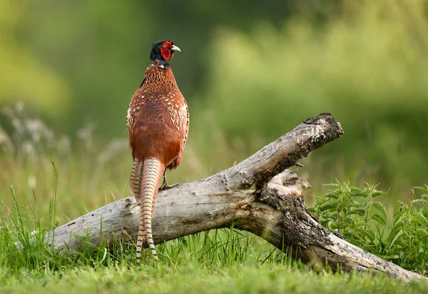 Halka yakalı Sülün (Phasianus colchicus) erkek