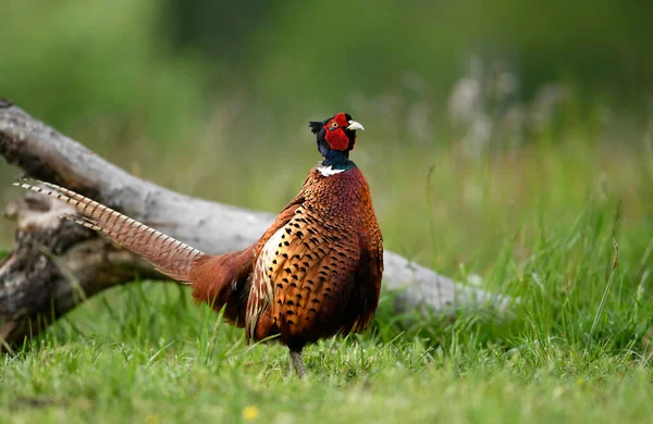 Halka yakalı Sülün (Phasianus colchicus) erkek