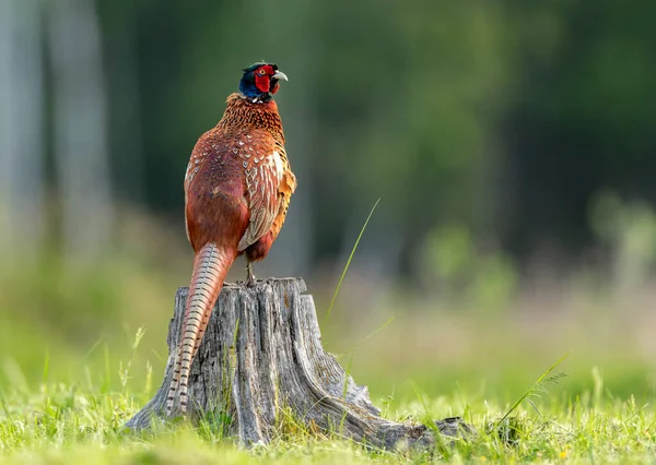 Halka yakalı Sülün (Phasianus colchicus) erkek