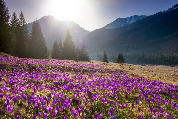 Kırsal çiçeklerle dolu güzel bahar manzarası