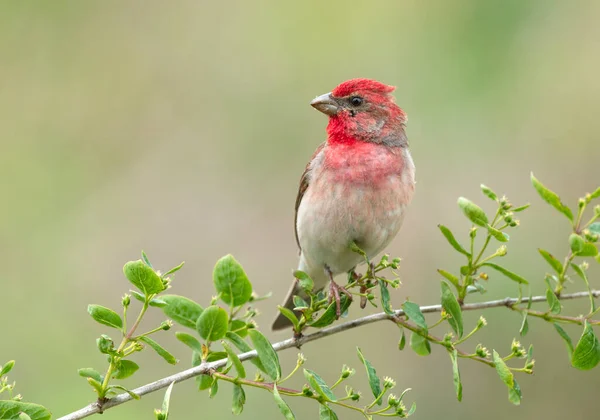 Genel gül ağacı (carpodacus erythrinus) erkek