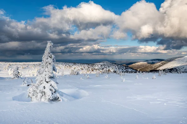 Krásná Zimní Krajina Zasněženými Stromy — Stock fotografie