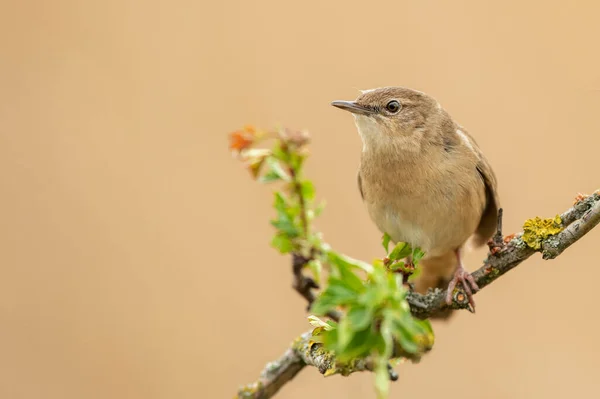 Savi Warbler Locustella Luscinioides — 图库照片