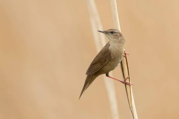 Savi Warbler Locustella Luscinioides Närbild — Stockfoto