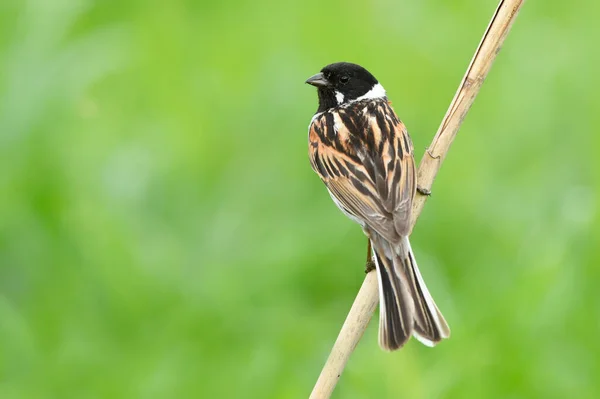 Reed Bunting Samec Zblízka Emberiza Schoeniclus — Stock fotografie