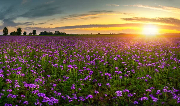 Prachtige Zonsondergang Phacelia Veld Panorama Shot — Stockfoto