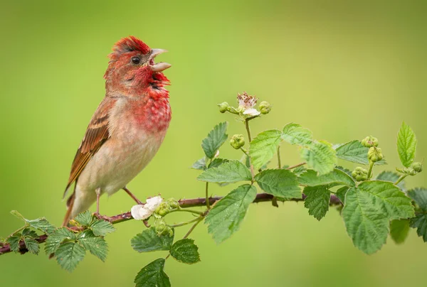 Vanlig Rosefinch Carpodacus Erythrinus Hane — Stockfoto