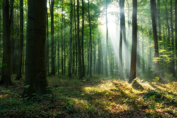 Beautiful Sunrise Green Forest — Stock Photo, Image