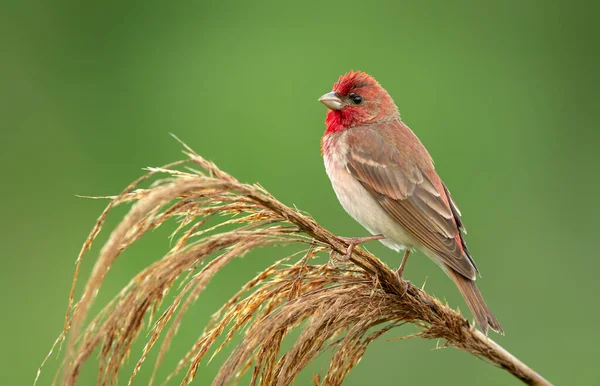 Обыкновенный Розефир Carpodacus Erythrinus Мужского Пола — стоковое фото