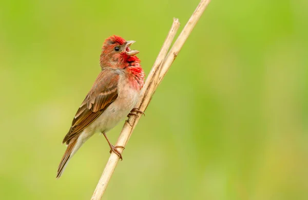 Обыкновенный Розефир Carpodacus Erythrinus Мужского Пола — стоковое фото