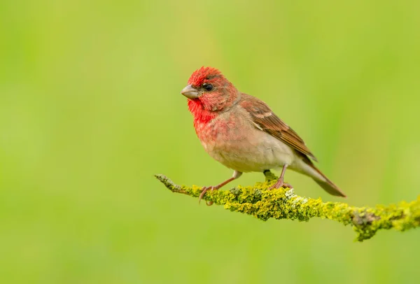 Common Rosefinch Carpodacus Erythrinus Male — Stock Photo, Image