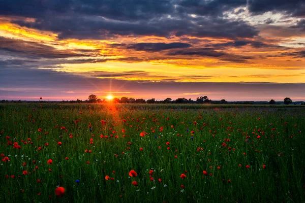 Beau Champ Pavot Pendant Coucher Soleil — Photo