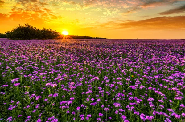 Piękny Zachód Słońca Nad Polem Phacelia — Zdjęcie stockowe