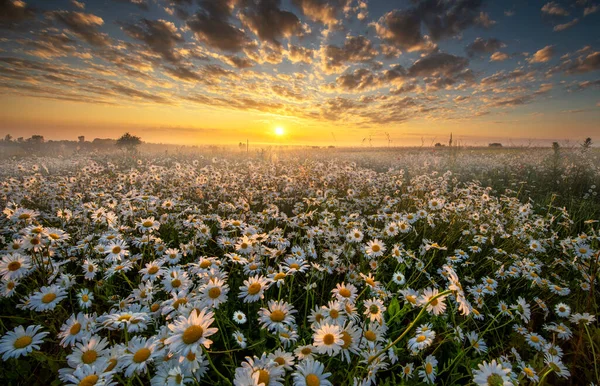 Prairie Fleurs Avec Des Fleurs Colorées Avec Beau Ciel Couchant — Photo