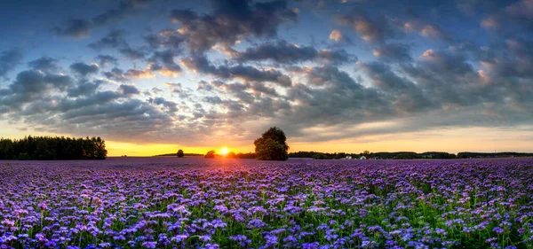 Belo Campo Papoula Durante Pôr Sol Panorama — Fotografia de Stock