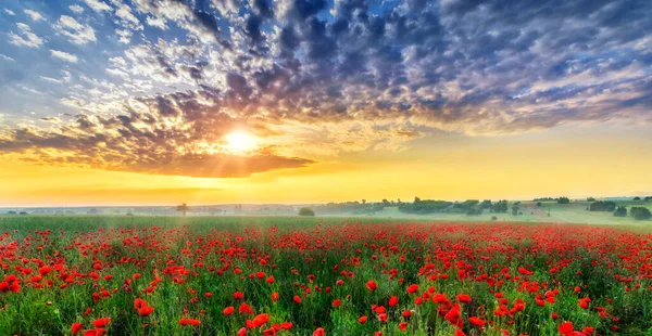 Bellissimo Campo Papavero Durante Alba — Foto Stock