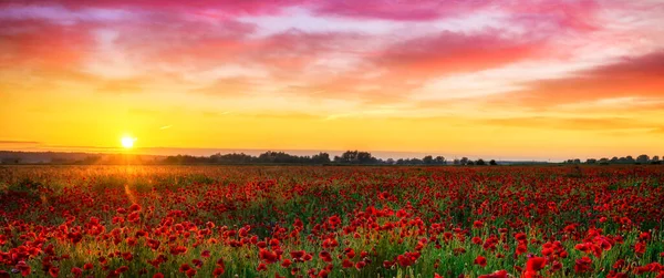 Beautiful Poppy Field Sunrise — Stock Photo, Image