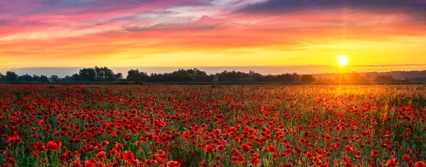 Schönes Mohnfeld Bei Sonnenaufgang — Stockfoto