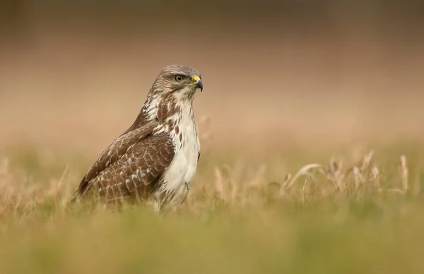 普通秃鹰 Buteo Buteo — 图库照片