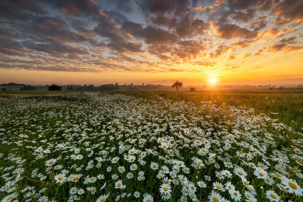 Beau Lever Soleil Été Sur Champ Marguerite — Photo