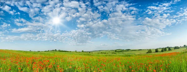 Pradera Flores Con Flores Colores Con Hermoso Cielo Azul — Foto de Stock