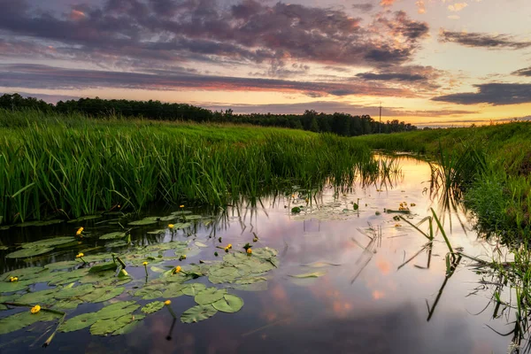 Sunset Skies Pond Lotus Leafs Green Grass — Stock Photo, Image