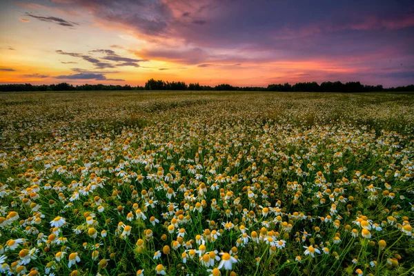 Prato Fiorito Con Fiori Colorati Con Bel Cielo Tramonto — Foto Stock