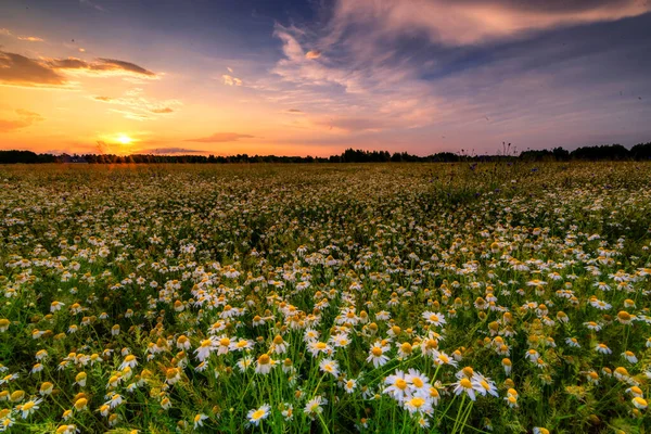 Prato Fiorito Con Fiori Colorati Con Bel Cielo Tramonto — Foto Stock