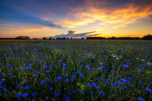 Bloemenweide Met Kleurrijke Bloemen Met Een Prachtige Zonsondergang Luchten — Stockfoto