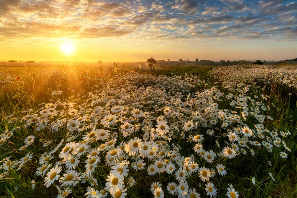 Прекрасний Літній Схід Сонця Над Ромашковим Полем — стокове фото