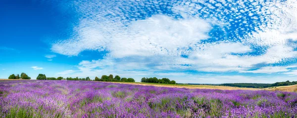 Beautiful Lavender Field Blue Cloudy Sky Panorama — Stock Photo, Image