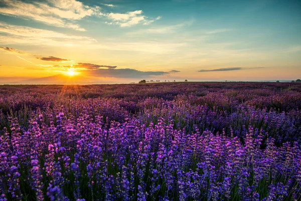 Lindo Campo Lavanda Paisagem Por Sol — Fotografia de Stock