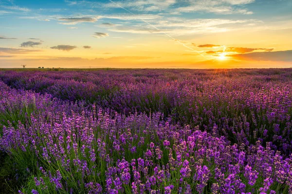 Красивый Пейзаж Заката Лаванды — стоковое фото