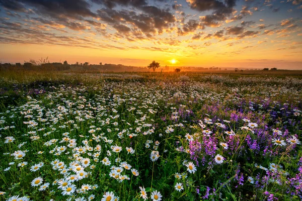 Belo Nascer Sol Verão Sobre Campo Margarida — Fotografia de Stock