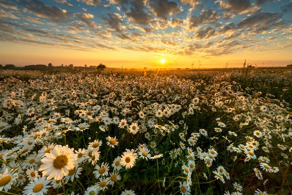 Прекрасний Літній Схід Сонця Над Ромашковим Полем — стокове фото