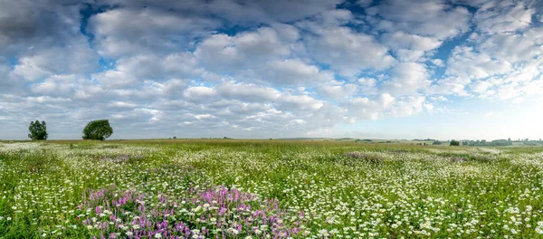 Łąka Kwiatowa Kolorowymi Kwiatami Pięknym Błękitnym Niebem — Zdjęcie stockowe