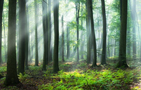 Bela Manhã Floresta — Fotografia de Stock