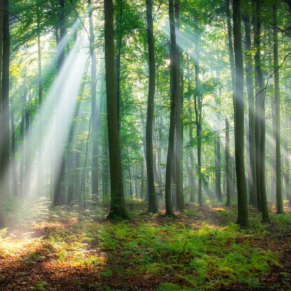 Bela Manhã Floresta — Fotografia de Stock