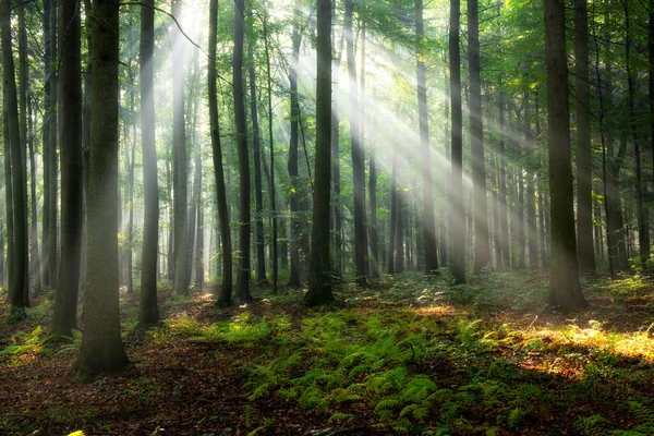 Bela Manhã Floresta — Fotografia de Stock