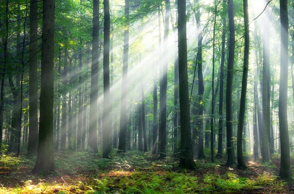 Gyönyörű Reggel Erdőben — Stock Fotó