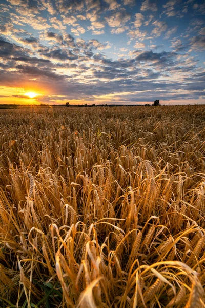 Beautiful Summer Sunset Fields — Stock Photo, Image