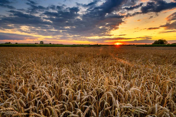 Hermoso Atardecer Verano Sobre Campos — Foto de Stock