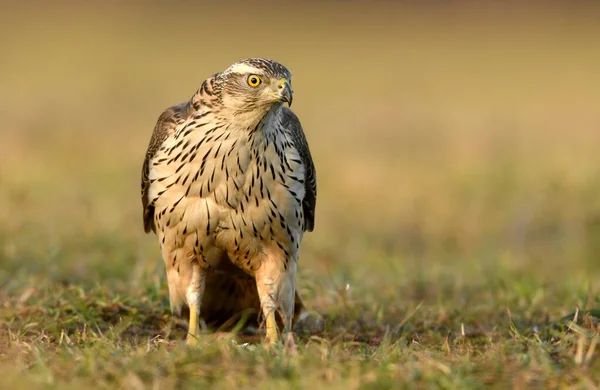 Northern Goshawk Accipiter Gentilis Close — Stock Photo, Image