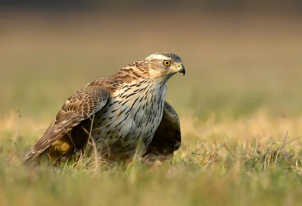 北方鹰头鹰 Accipiter Gentilis — 图库照片