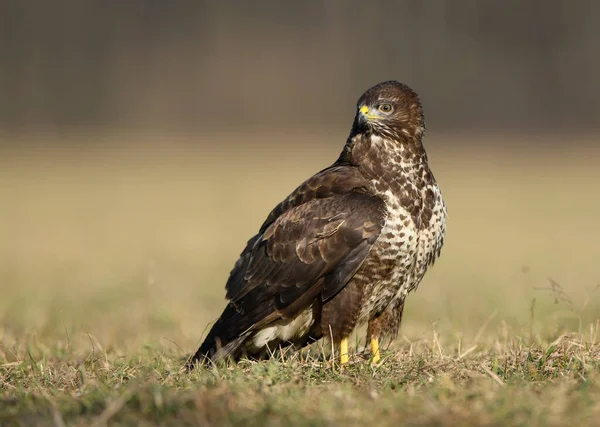 Buitre Común Buteo Buteo Cerca —  Fotos de Stock