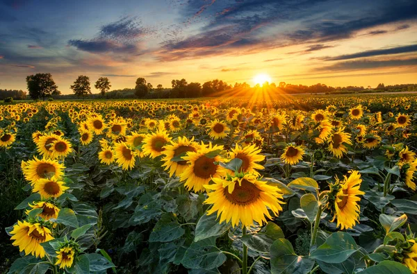 Beau Coucher Soleil Sur Champ Tournesol — Photo